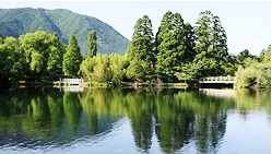 鄉鎮人工濕地污水處理技術